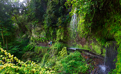 SATA Azores Airlines - Madeira – an exotic garden surrounded by the sea